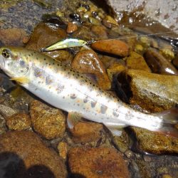 渓流ミノーイング